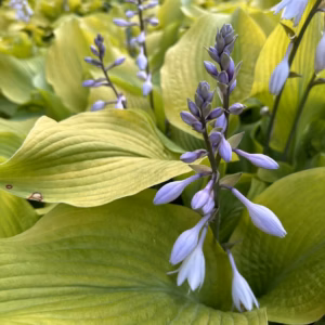 Hosta 'Blue Mouse Ears' Hosta, Plantain Lily