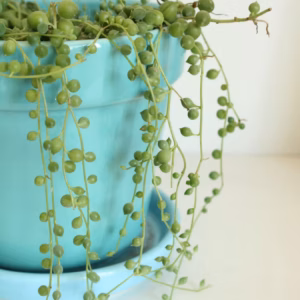 Senecio Rowleyanus String of Pearls