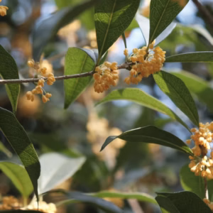 Myrica Cerifera Waxmyrtle