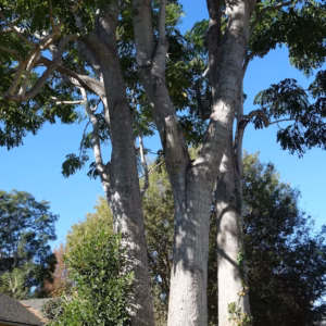Platanus Occidentalis 'Silverwood' Sycamore