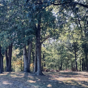 Quercus Alba White Oak