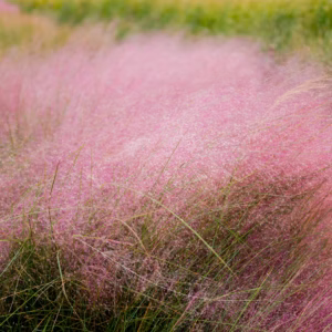 Muhlenbergia 'Pink Flamengo' Pink Muhly Grass