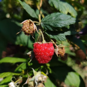 Rubus Idaeus var. strigosus 'Heritage' Raspberry