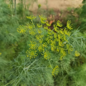 Anethum Graveolens Dill