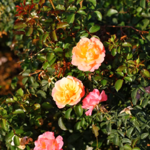 Rosa (Shrub Rose) Oso Easy Mango Salsa