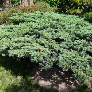 Juniperus Chinensis 'Sargentii' Sargent's Juniper