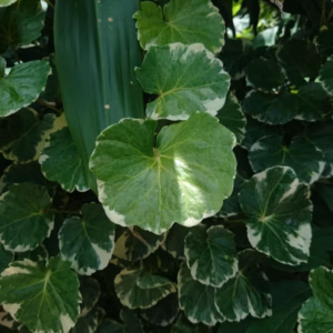 Farfugium Japonicum 'Giganteum' Giant Leopard Plant