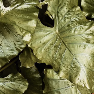 Alocasia Cuprea Mythic 'Red Secret' Elephant Ear