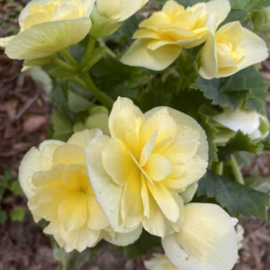 Begonia X Hiemalis (Rieger Begonia) Solenia Light Yellow