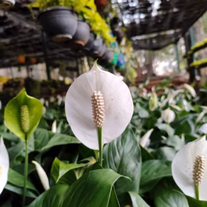 Spathiphyllum Wallisii 'Domino' Peace Lily