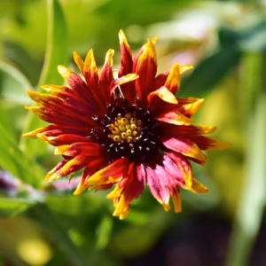 Gaillardia Aristata 'Arizona Apricot' Blanket Flower