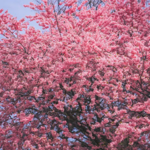 Prunus X Incamp 'Okame' Okame Cherry