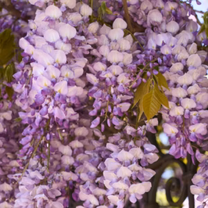 Wisteria Floribunda 'Lavender Falls'