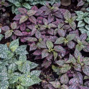 Hypoestes Phyllostachya (Polka Dot Plant) Splash 'MIX'