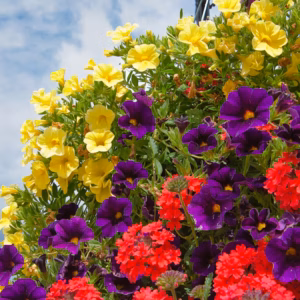 Calibrachoa (Million Bells) Colorburst Pro Series