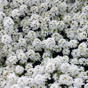 Lobularia 'Snow Princess' Alyssum