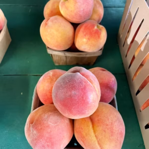 Prunus Persica 'Peach' Belle of Georgia