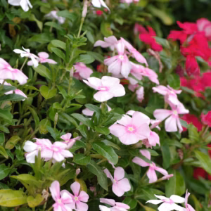 Catharanthus roseus (Annual Vinca; Periwinkle) Pacifica XP 'Mystic Mix'