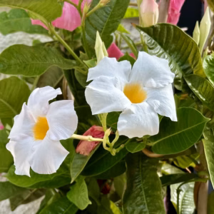 Mandevilla Sun Parasol 'Giant White'
