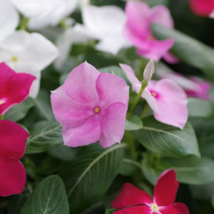 Catharanthus roseus (Annual Vinca; Periwinkle) Cora Cascade XDR Mix
