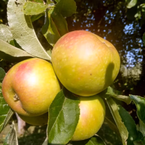 Malus Domestica 'Mutsu' Crispin Apple