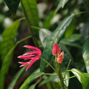 Loropetalum Chinese Var. Rubrum 'Daruma' Chinese Fringeflower