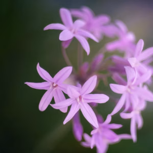 Tulbaghia Violacea Society Garlic