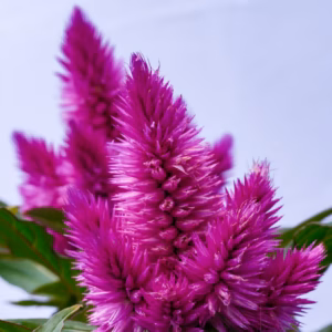 Celosia argentea pulmosa 'Dragon's Breath' Cockscomb