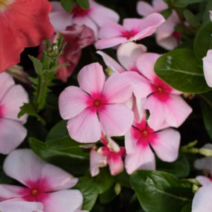 Catharanthus roseus (Vinca, Periwinkle) Mix