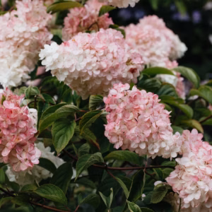 Hydrangea Arborescens (Smooth Hydrangea) Incrediball Blush