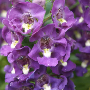 Angelonia (Summer Snapdragon) Angelface Blue