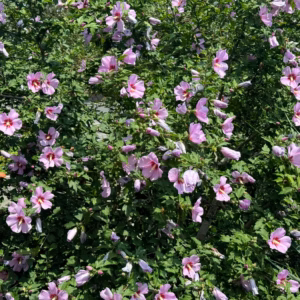 Hibiscus Syriacus 'Purple Pillar' Rose of Sharon