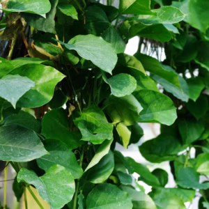 Ipomoea Batatas Desana Lime Sweet Potato Vine