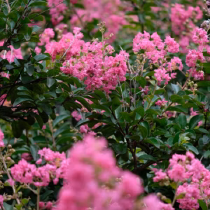 Lagerstroemia Indica X Fauriei 'Tuscarora' Crapemyrtle