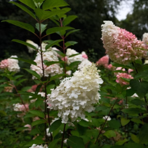 Hydrangea Paniculata Vanilla Strawberry