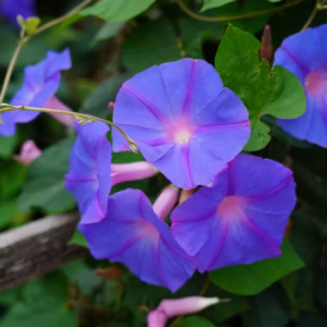 Evolvulus 'Blue My Mind XL' Dwarf Morning Glory