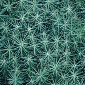 Amsonia String Theory Threadleaf Blue Star