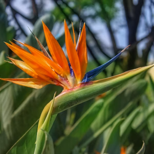 Strelitzia Reginae Bird of Paradise