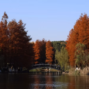 Metasequoia Glyptostroboides Dawn Redwood