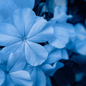 Catharanthus (Vinca) Quasar Deep Space Blue