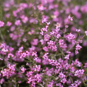 Cuphea Hyssopifolia Pink Mexican Heather