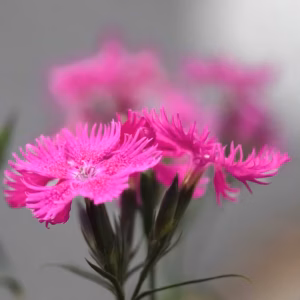 Dianthus Gratianopolitanus 'Firewitch' Pinks-Cheddar