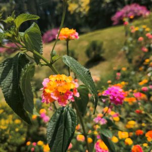 Lantana Camara Luscious Berry Blend