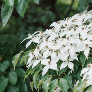 Cornus Kousa Chinese Dogwood or Kousa Dogwood