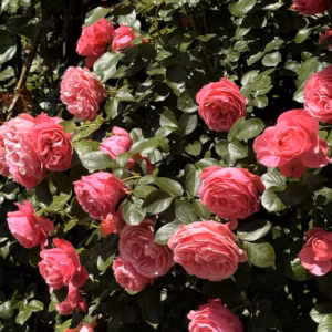 Rosa (Shrub Rose) Knock Out Pink Double