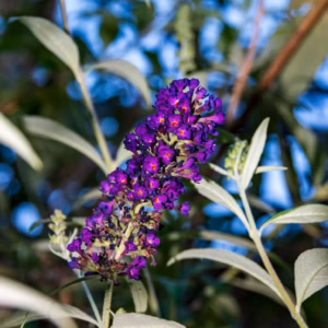 Buddleia X Weyeriana 'Bicolor' Butterfly Bush