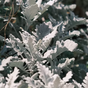 Artemisia Stelleriana 'Silver Bullet' Wormwood