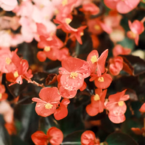 Begonia Dragon Wing Pink Bronze Leaf