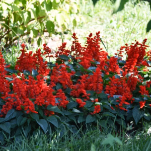 Salvia Splendens Sizzler Red