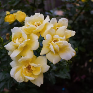 Rosa Oso Easy Lemon Zest Landscape Rose